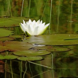 Nymphaea Alba